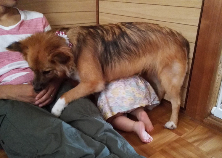 動物,犬,猫,しつけ,飼い方,育て方,病気,健康