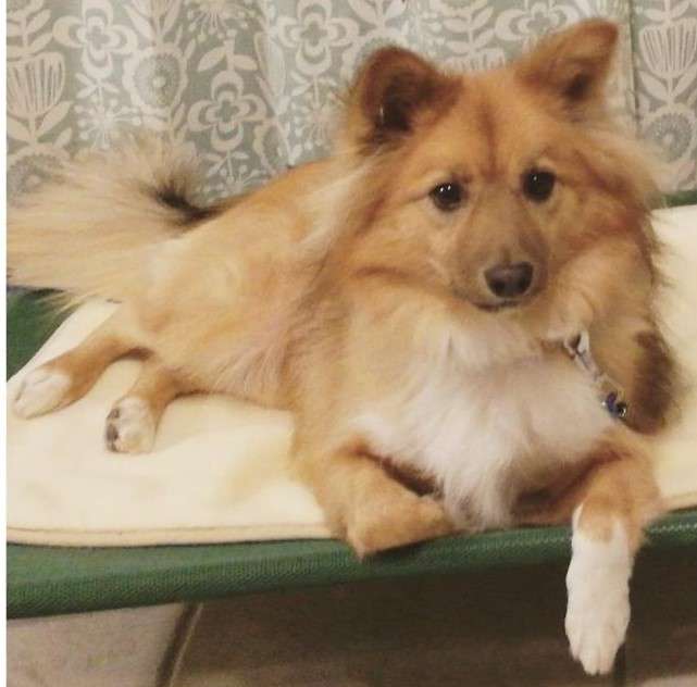 動物,犬,猫,しつけ,飼い方,育て方,病気,健康
