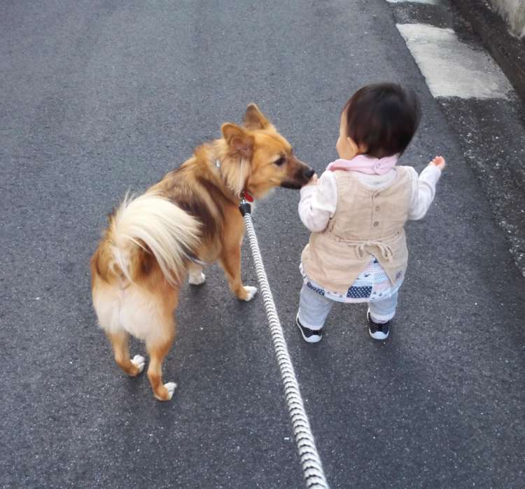 動物,犬,猫,しつけ,飼い方,育て方,病気,健康