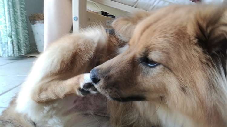 動物,犬,猫,しつけ,飼い方,育て方,病気,健康