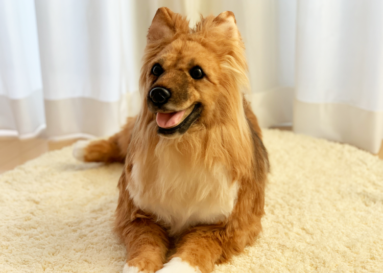 動物,犬,猫,しつけ,飼い方,育て方,病気,健康