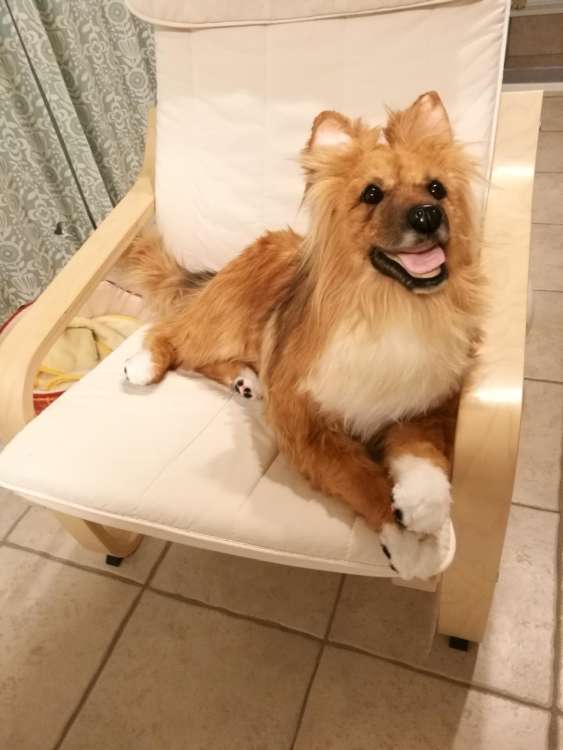 動物,犬,猫,しつけ,飼い方,育て方,病気,健康