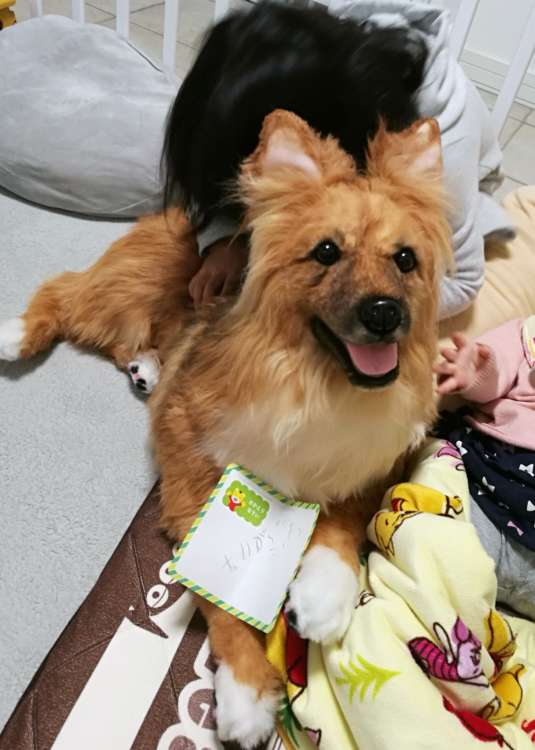 動物,犬,猫,しつけ,飼い方,育て方,病気,健康