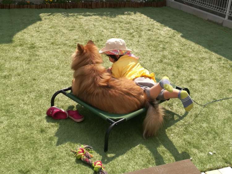動物,犬,猫,しつけ,飼い方,育て方,病気,健康