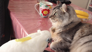 動物,犬,猫,しつけ,飼い方,育て方,病気,健康