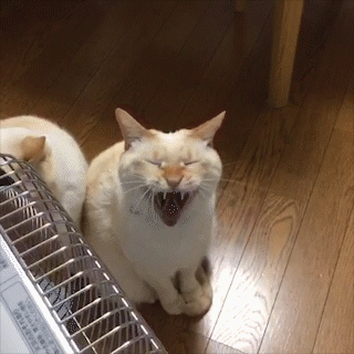 動物,犬,猫,しつけ,飼い方,育て方,病気,健康