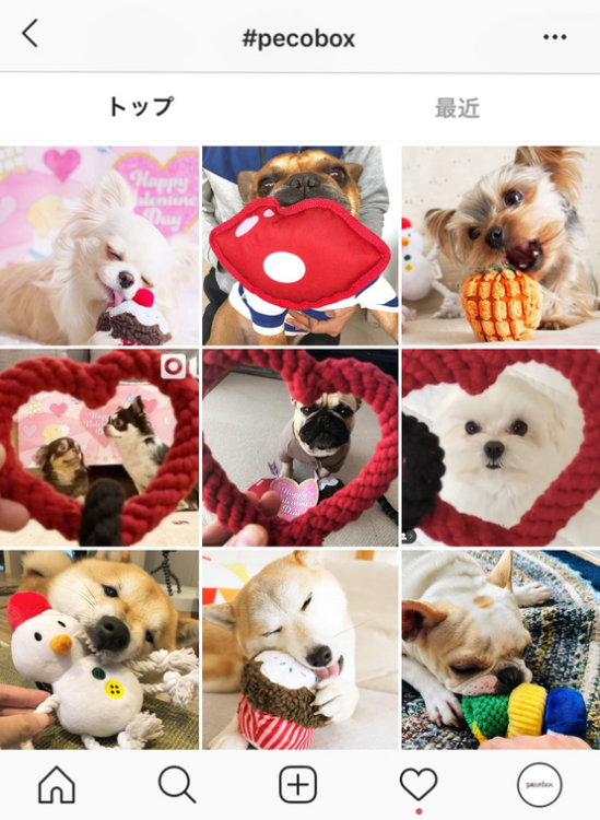 動物,犬,猫,しつけ,飼い方,育て方,病気,健康