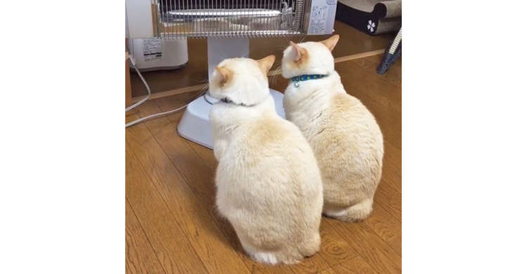 ヒーターの前から離れられない〜! ニャンコズの幸せに満ちたぬくぬくタイムに…癒やされる(*´ェ`)♡