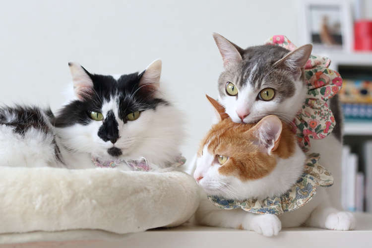 動物,犬,猫,しつけ,飼い方,育て方,病気,健康