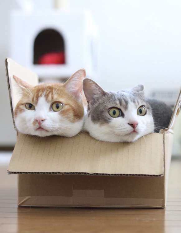 動物,犬,猫,しつけ,飼い方,育て方,病気,健康