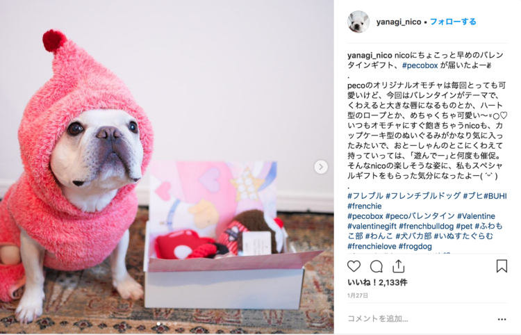 動物,犬,猫,しつけ,飼い方,育て方,病気,健康