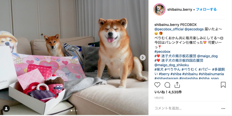 動物,犬,猫,しつけ,飼い方,育て方,病気,健康