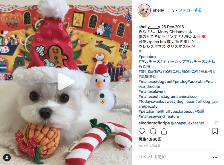 動物,犬,猫,しつけ,飼い方,育て方,病気,健康