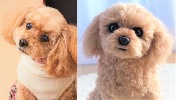 犬 トイプー トイプードル ぬいぐるみ オーダーメイド