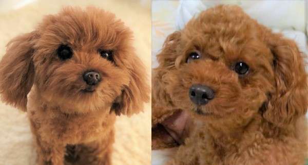 犬 トイプードル トイプー ぬいぐるみ オーダーメイド
