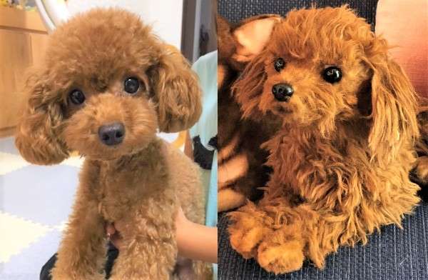 犬 トイプードル トイプー ぬいぐるみ オーダーメイド