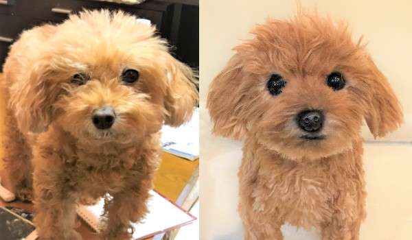 犬 トイプードル トイプー ぬいぐるみ オーダーメイド