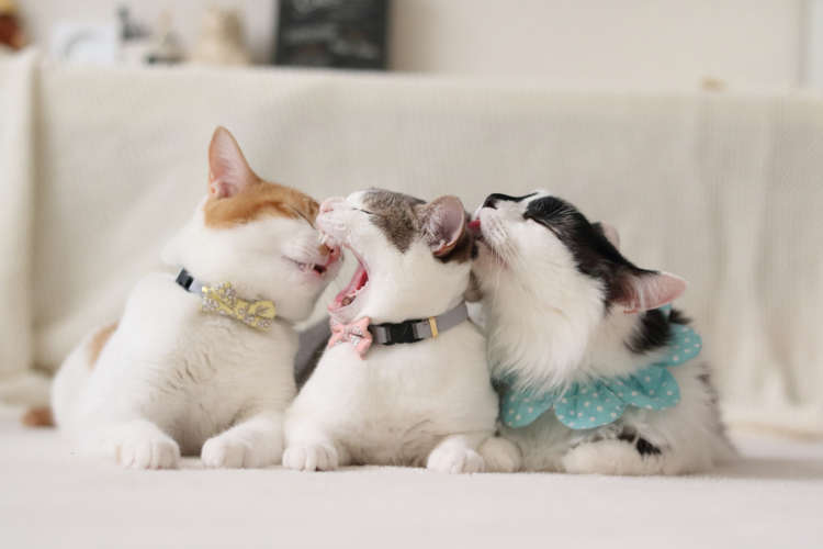 動物,犬,猫,しつけ,飼い方,育て方,病気,健康