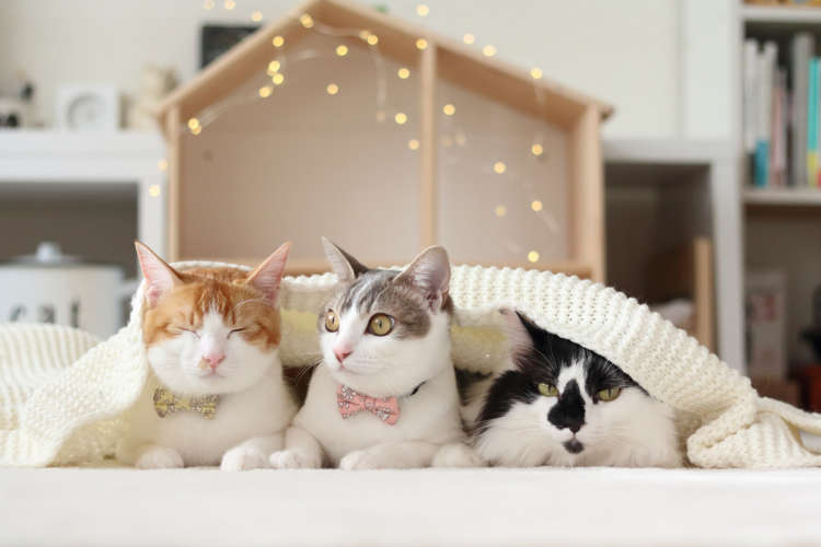 動物,犬,猫,しつけ,飼い方,育て方,病気,健康