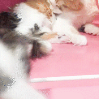 動物,犬,猫,しつけ,飼い方,育て方,病気,健康