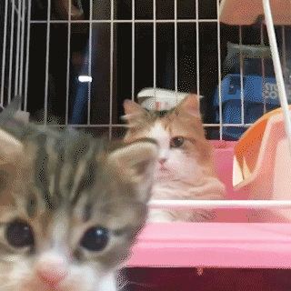 動物,犬,猫,しつけ,飼い方,育て方,病気,健康