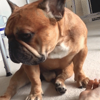 動物,犬,猫,しつけ,飼い方,育て方,病気,健康
