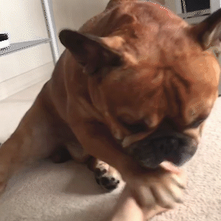 動物,犬,猫,しつけ,飼い方,育て方,病気,健康