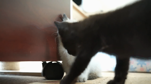 動物,犬,猫,しつけ,飼い方,育て方,病気,健康