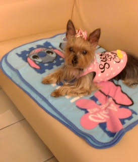 犬 ヨークシャーテリア ヨーキー 愛犬 ぬいぐるみ