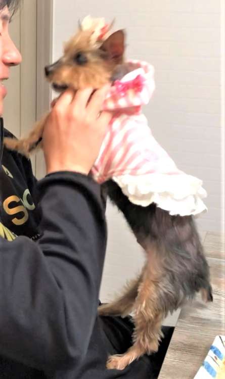 犬 ヨークシャーテリア ヨーキー 愛犬 ぬいぐるみ