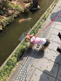 犬 ヨークシャーテリア ヨーキー 愛犬 ぬいぐるみ