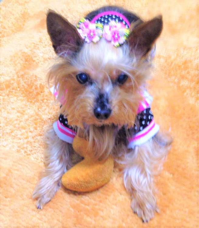 犬 ヨークシャーテリア ヨーキー 愛犬 ぬいぐるみ