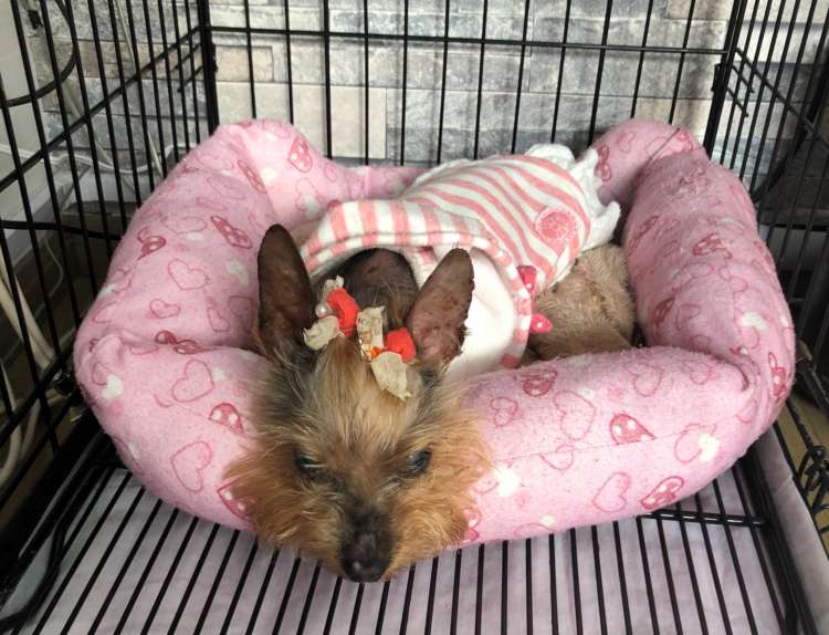 動物,犬,猫,しつけ,飼い方,育て方,病気,健康
