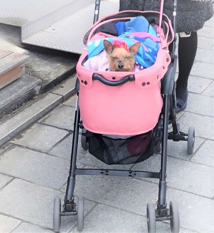 動物,犬,猫,しつけ,飼い方,育て方,病気,健康
