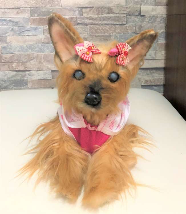 犬 ヨークシャーテリア ヨーキー 愛犬 ぬいぐるみ