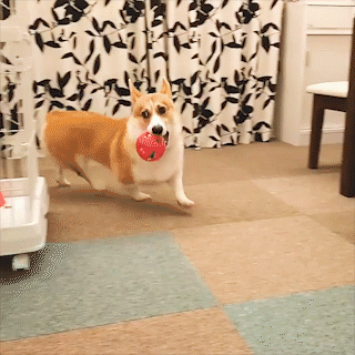 動物,犬,猫,しつけ,飼い方,育て方,病気,健康