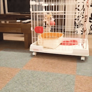 動物,犬,猫,しつけ,飼い方,育て方,病気,健康