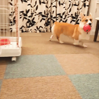 動物,犬,猫,しつけ,飼い方,育て方,病気,健康