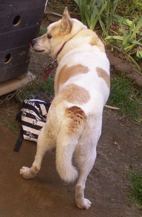 動物,犬,猫,しつけ,飼い方,育て方,病気,健康