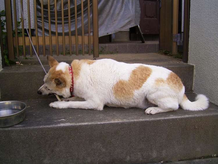 動物,犬,猫,しつけ,飼い方,育て方,病気,健康