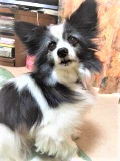 犬 結婚式 パピヨン ぬいぐるみ オーダーメイド いぬ