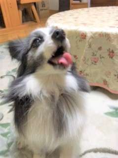 犬 結婚式 パピヨン ぬいぐるみ オーダーメイド いぬ