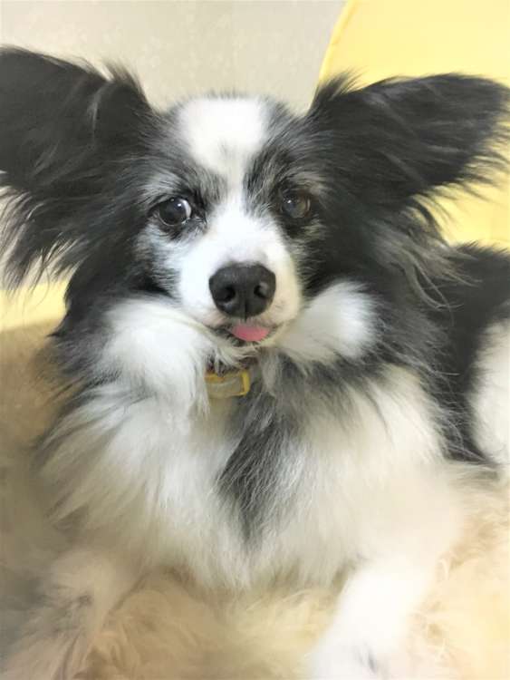 犬 結婚式 パピヨン ぬいぐるみ オーダーメイド いぬ