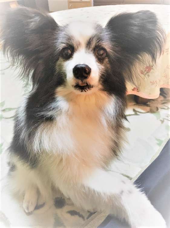 犬 結婚式 パピヨン ぬいぐるみ オーダーメイド いぬ
