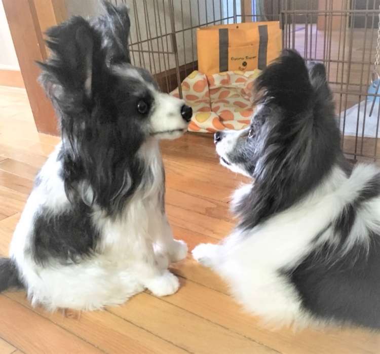 犬 結婚式 パピヨン ぬいぐるみ オーダーメイド いぬ