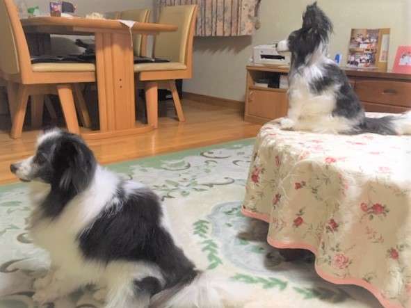 犬 結婚式 パピヨン ぬいぐるみ オーダーメイド いぬ
