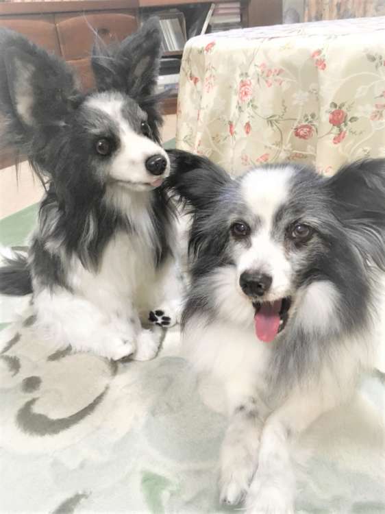 犬 結婚式 パピヨン ぬいぐるみ オーダーメイド いぬ