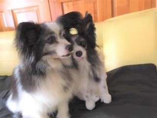 犬 結婚式 パピヨン ぬいぐるみ オーダーメイド いぬ
