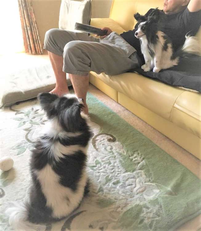 犬 結婚式 パピヨン ぬいぐるみ オーダーメイド いぬ