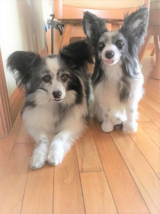 犬 結婚式 パピヨン ぬいぐるみ オーダーメイド いぬ
